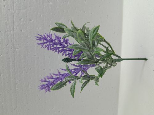Lavendel 2 Blüten