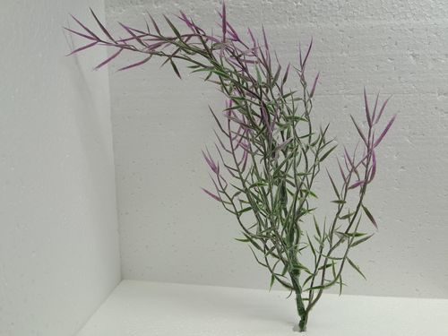 Grünpflanze mit lila Spitzen