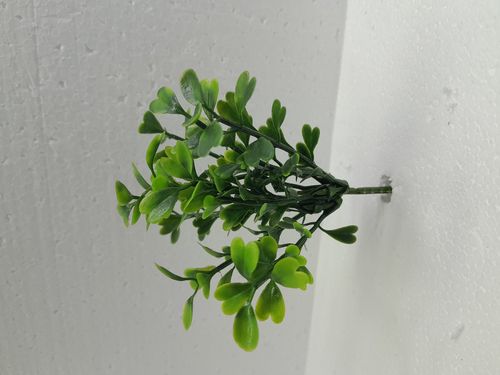 Grünpflanze J